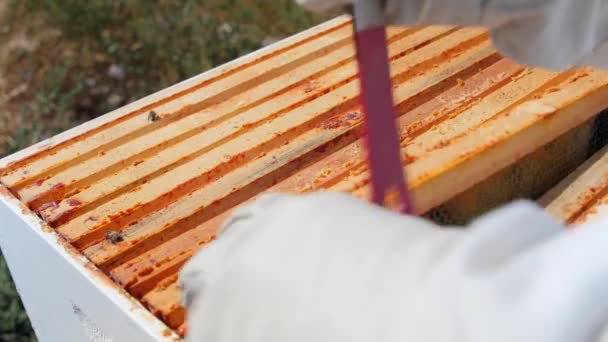 Onun kovanı bal çerçevelerde arıcı bakar — Stok video