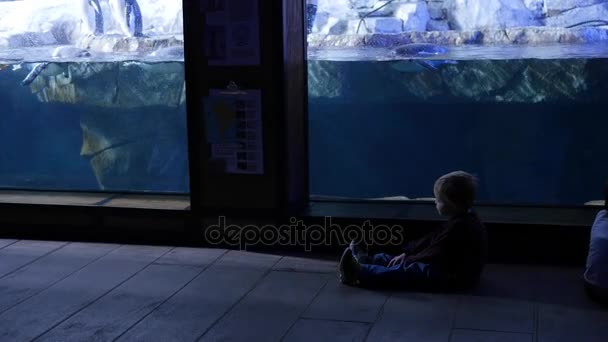 Niño reloj gentoo pingüinos dentro del acuario frío — Vídeos de Stock