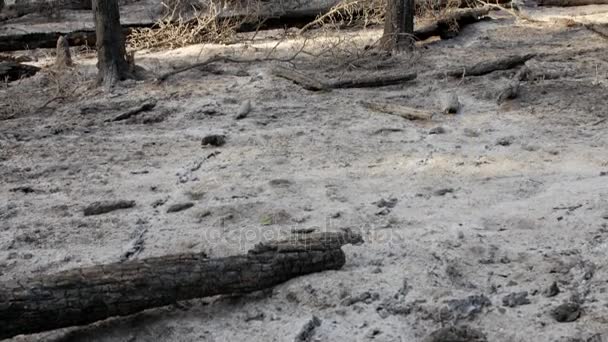 Cinzas e árvores carbonizadas depois de um grande incêndio — Vídeo de Stock