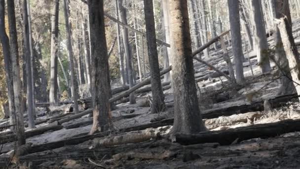 Пепел и обугленные деревья после большого лесного пожара — стоковое видео