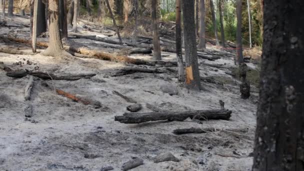 Ceniza y árboles carbonizados después de un gran incendio forestal — Vídeo de stock