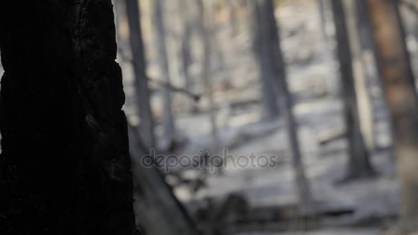 Frassino e alberi carbonizzati dopo un grande incendio — Video Stock