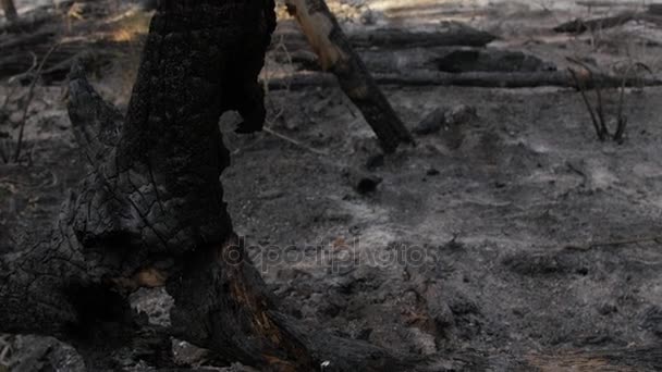 Ceniza y árboles carbonizados después de un gran incendio forestal — Vídeos de Stock