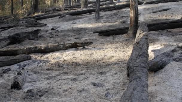 Ceniza y árboles carbonizados después de un gran incendio forestal — Vídeos de Stock