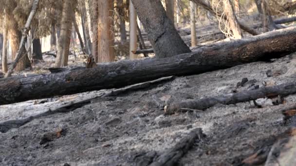 Ceniza y árboles carbonizados después de un gran incendio forestal — Vídeos de Stock