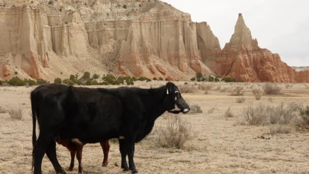 Догляд за телятами в безплідному пустельному пейзажі — стокове відео