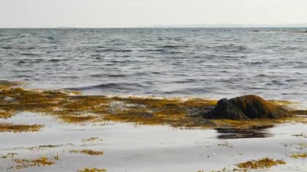 Calm waves and moss near rocky coastline — Stock Video