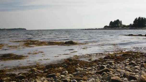 Спокійні хвилі і мох на скелястій береговій лінії — стокове відео