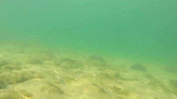 Τα ψάρια πάνω από το κάτω μέρος του ωκεανού αμμώδεις και βραχώδεις — Αρχείο Βίντεο