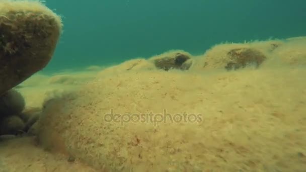 Fondo dell'oceano sabbioso e roccioso — Video Stock