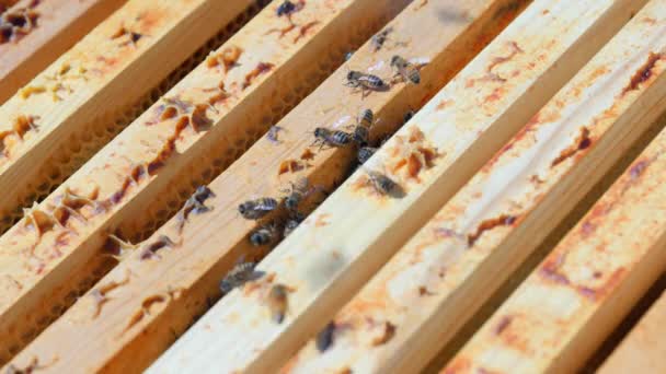 Närbild skott av bina i en bikupa — Stockvideo