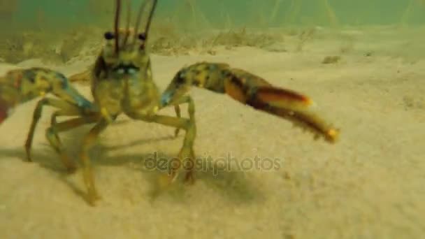 Uma lagosta no fundo do fundo do oceano — Vídeo de Stock