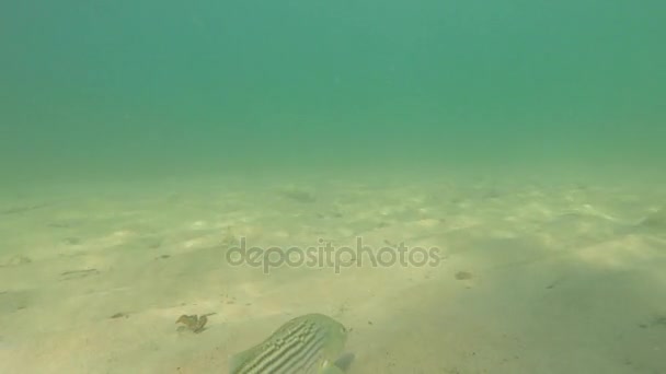 Bar de mer frais se déplaçant le long de l'océan — Video