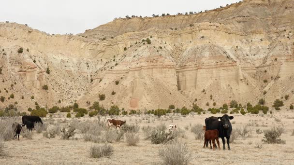 Ganado vivo y pastando en un desierto árido — Vídeos de Stock