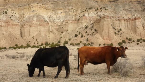 Bovine care trăiesc și pășunează în deșertul sterp — Videoclip de stoc