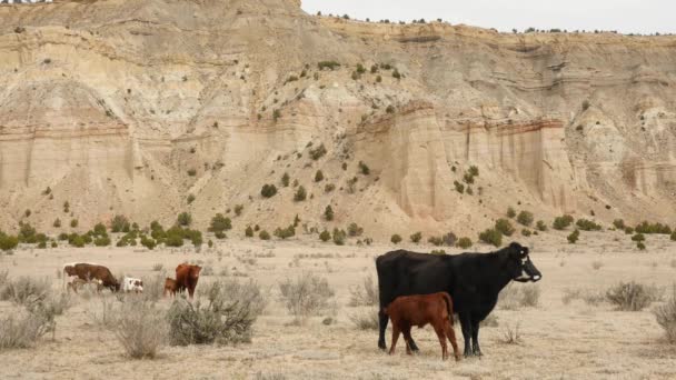 Rinder leben und weiden in unfruchtbarer Wüste — Stockvideo
