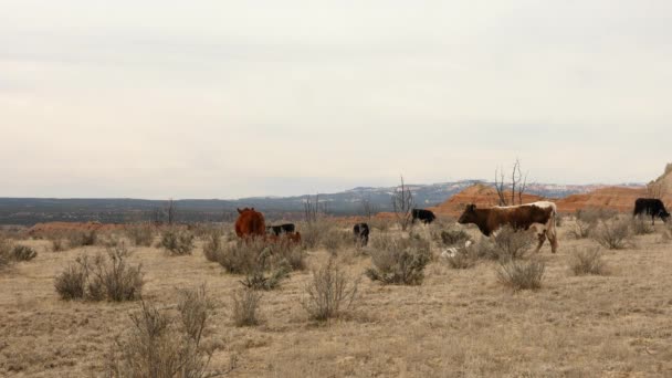 Bovinos que vivem e pastam no deserto árido — Vídeo de Stock