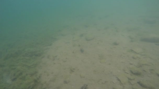 Krabbeltiere und Moos auf dem Grund des Sees — Stockvideo