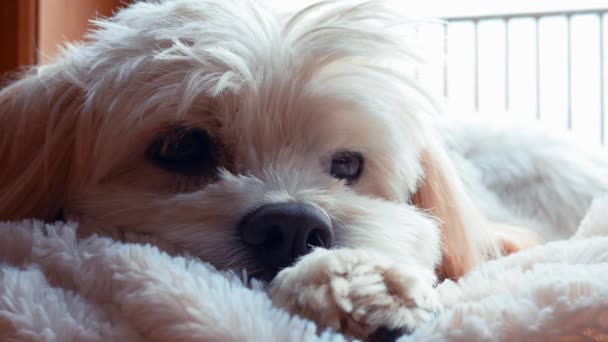 在他的床上休息的可爱 cockapoodle 狗 — 图库视频影像