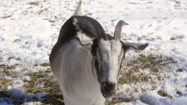 Troupeau de chèvres porcines dans une ferme de campagne — Video