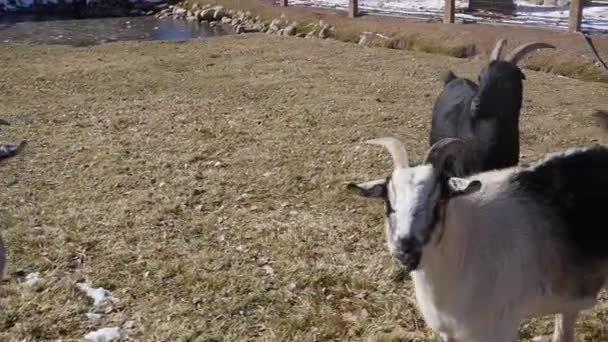 Kudde pigmy geiten op de boerderij van een land — Stockvideo