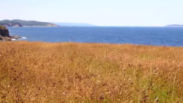 Grasbewachsenes Feld weht im Wind über dem Ozean — Stockvideo