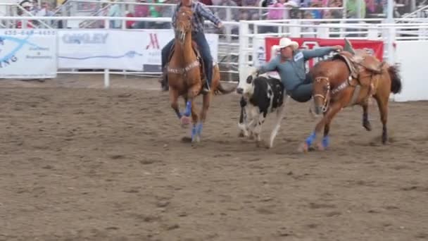 Kovboy Prca rodeo olay — Stok video