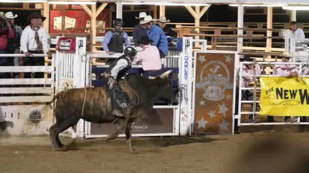 Cowhoy reiten sattel bronc — Stockvideo