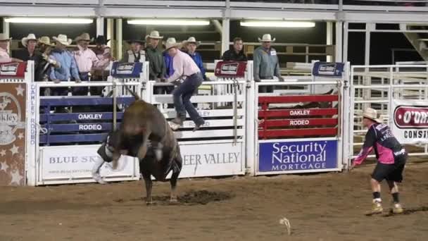 Cowhoy reiten sattel bronc — Stockvideo