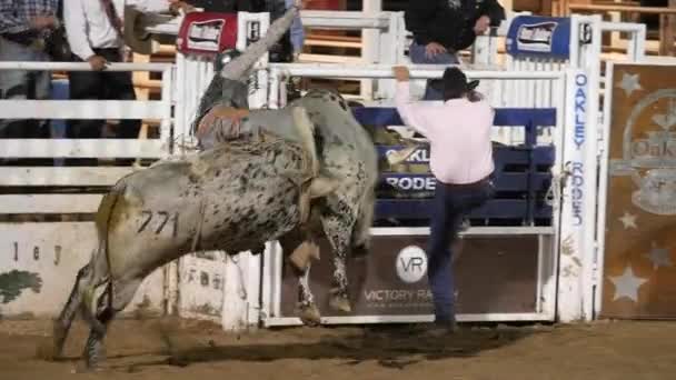 Cowhoy reiten sattel bronc — Stockvideo