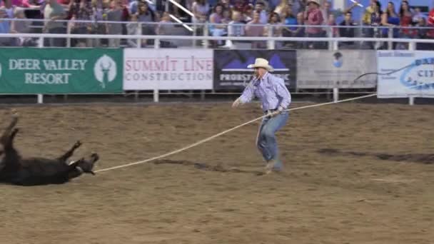 Veau roper cow-boy — Video