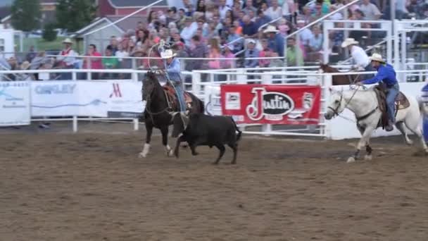 Cowboy PRCA rodeo event — Stock Video