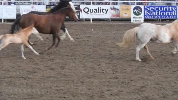 Correndo cavalos ao redor da arena — Vídeo de Stock