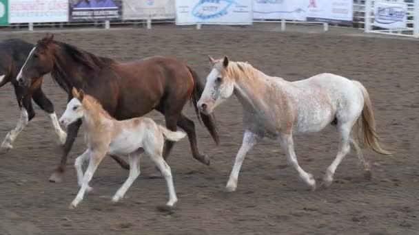 Arena etrafında çalışan atlar — Stok video