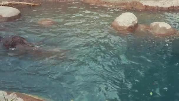Elefanten tar ett bad på zoo — Stockvideo