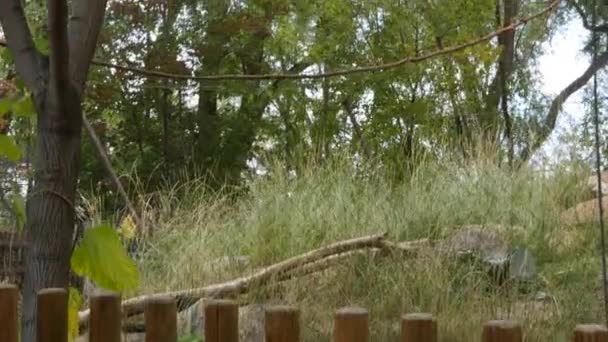 Familie beobachtet Affen im Zoo — Stockvideo