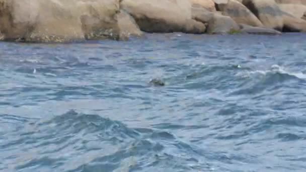 Focas salvajes nadando en el océano frente a la costa rocosa — Vídeos de Stock