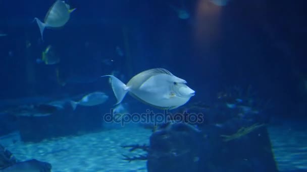Vissen zwemmen in grote aquarium — Stockvideo