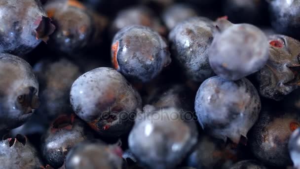 Fresh picked basket of wild blueberries — Stock Video