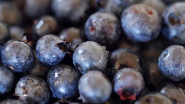 Fresh picked blueberry pile — Stock Video