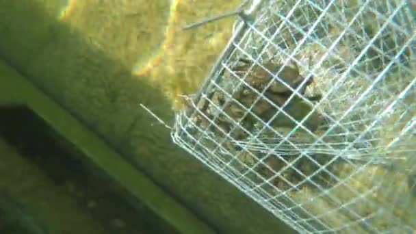 Freshwater crawdad in an underwater metal trap — Stock Video