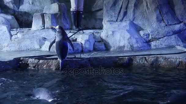 Pinguins gentoo dentro do aquário frio — Vídeo de Stock