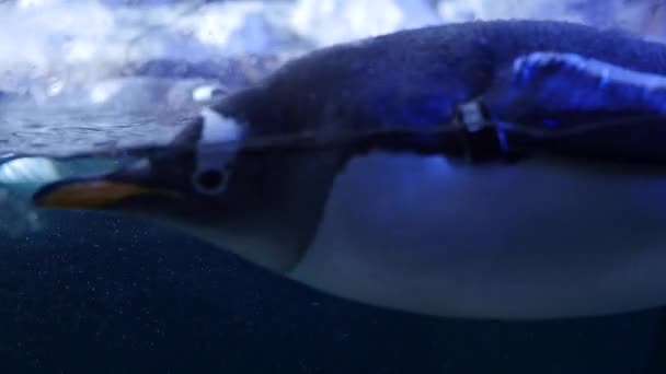 Пингвины Gentoo плавают в холодном аквариуме — стоковое видео