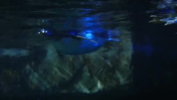 Пингвины Gentoo плывут по воде — стоковое видео
