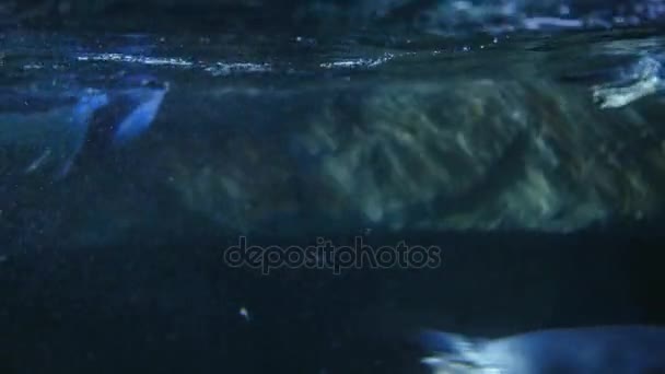 Πιγκουίνους Gentoo κολύμπι μέσα στο νερό — Αρχείο Βίντεο
