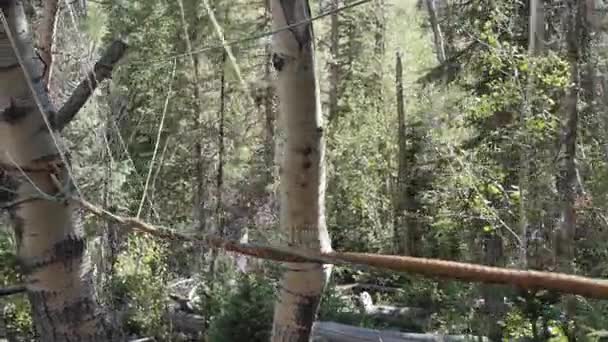 Rope monkey bridge at scout camp — Stock Video
