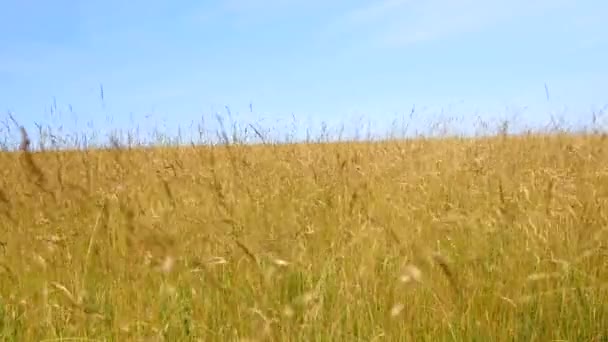 Herbe dorée soufflant dans le vent — Video