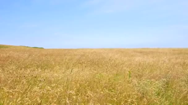 Gouden gras waait in de wind — Stockvideo