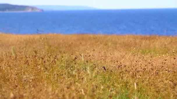 Gräsbevuxna fältet blåser i vinden ovanför havet — Stockvideo