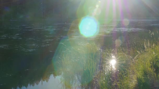 Splendida riflessione nel lago di montagna con insetti — Video Stock